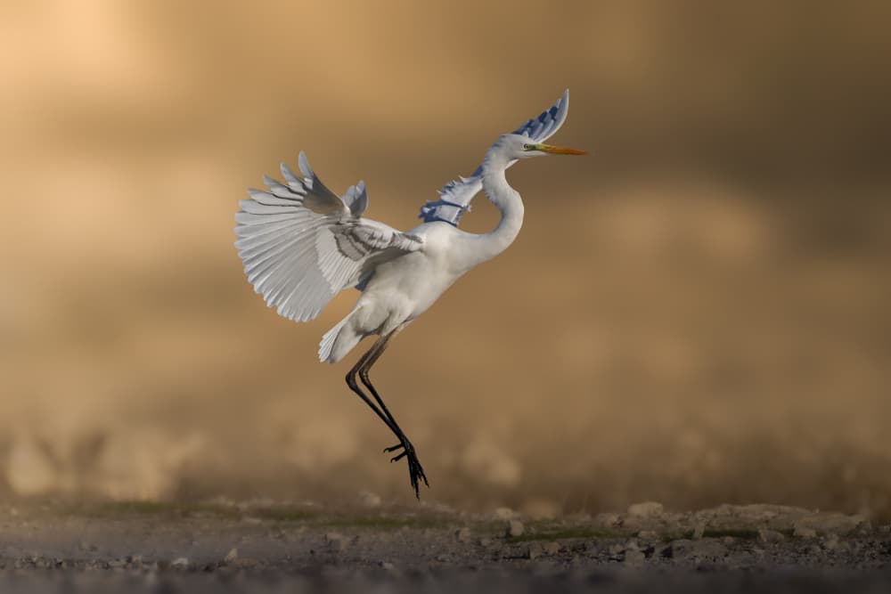 Elegant Egret Flight by Mallal Moshe — canvas wall art