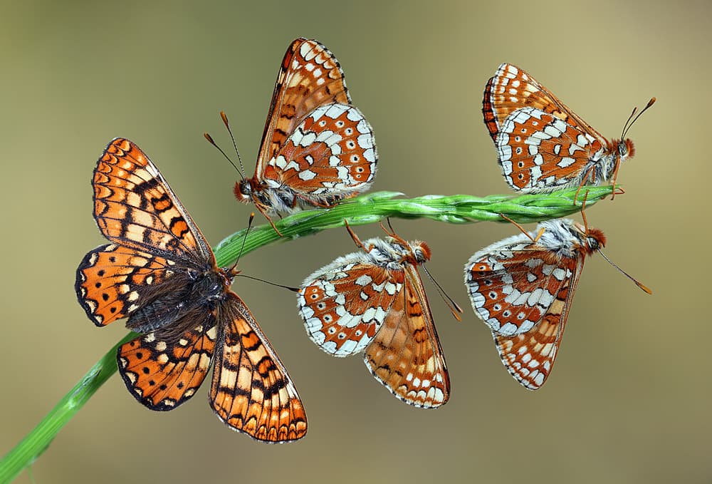 Orange Butterfly Gathering by Jimmy Hoffman — canvas wall art