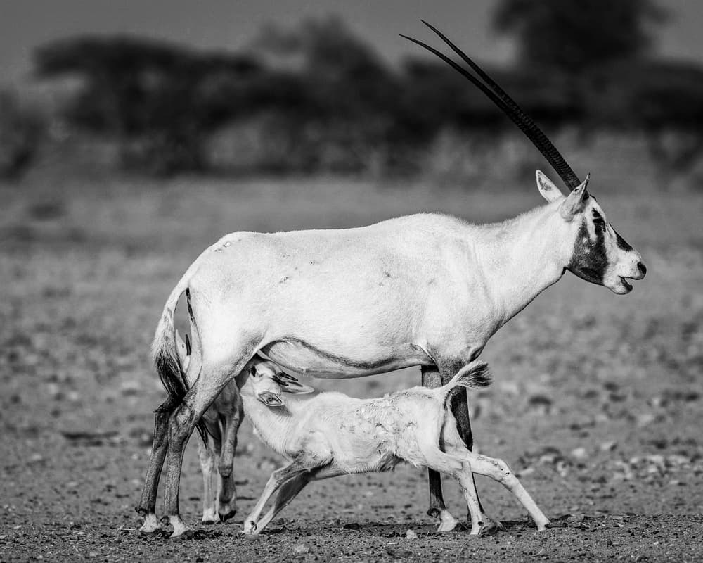 Mother Oryx Nurturing Calf by Haitham AL Farsi — canvas wall art