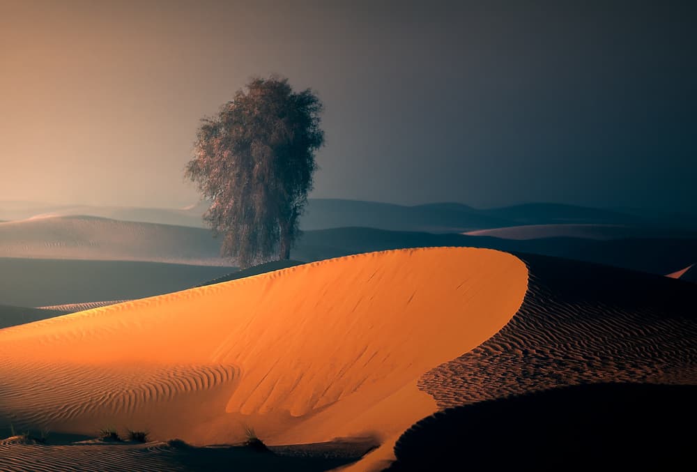Golden Desert Tree Dune by Majid Behzad — canvas wall art