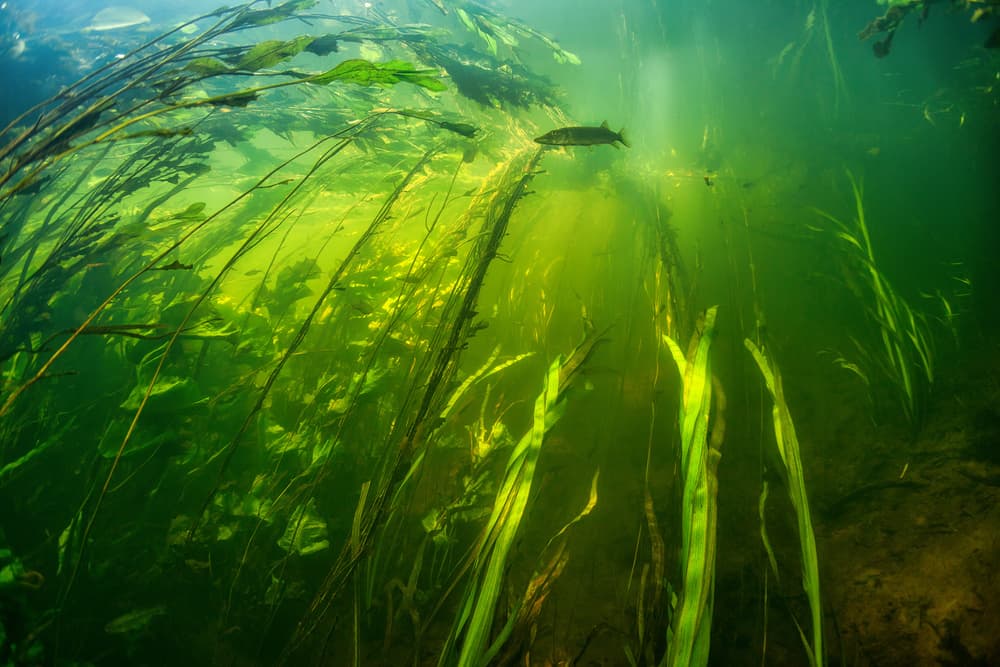 Fish Among Green Plants by Andrey Narchuk — canvas wall art