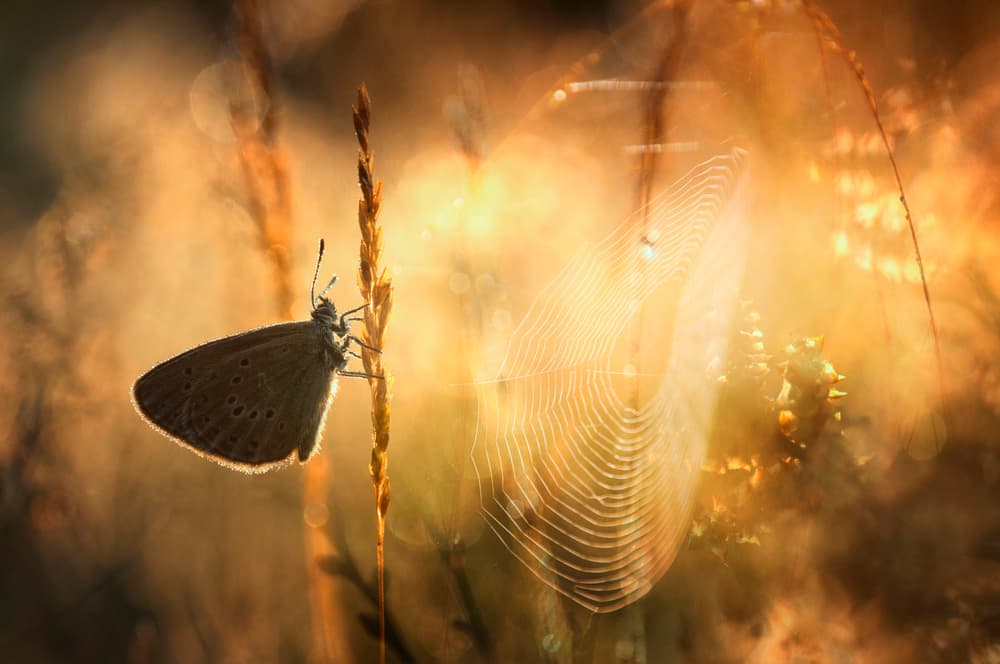 Golden Hour Butterfly by Anton van Dongen — canvas wall art