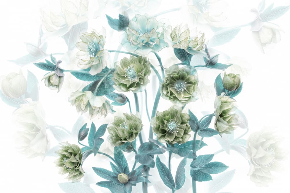 Aqua Green Blooms by Jacky Parker — canvas wall art
