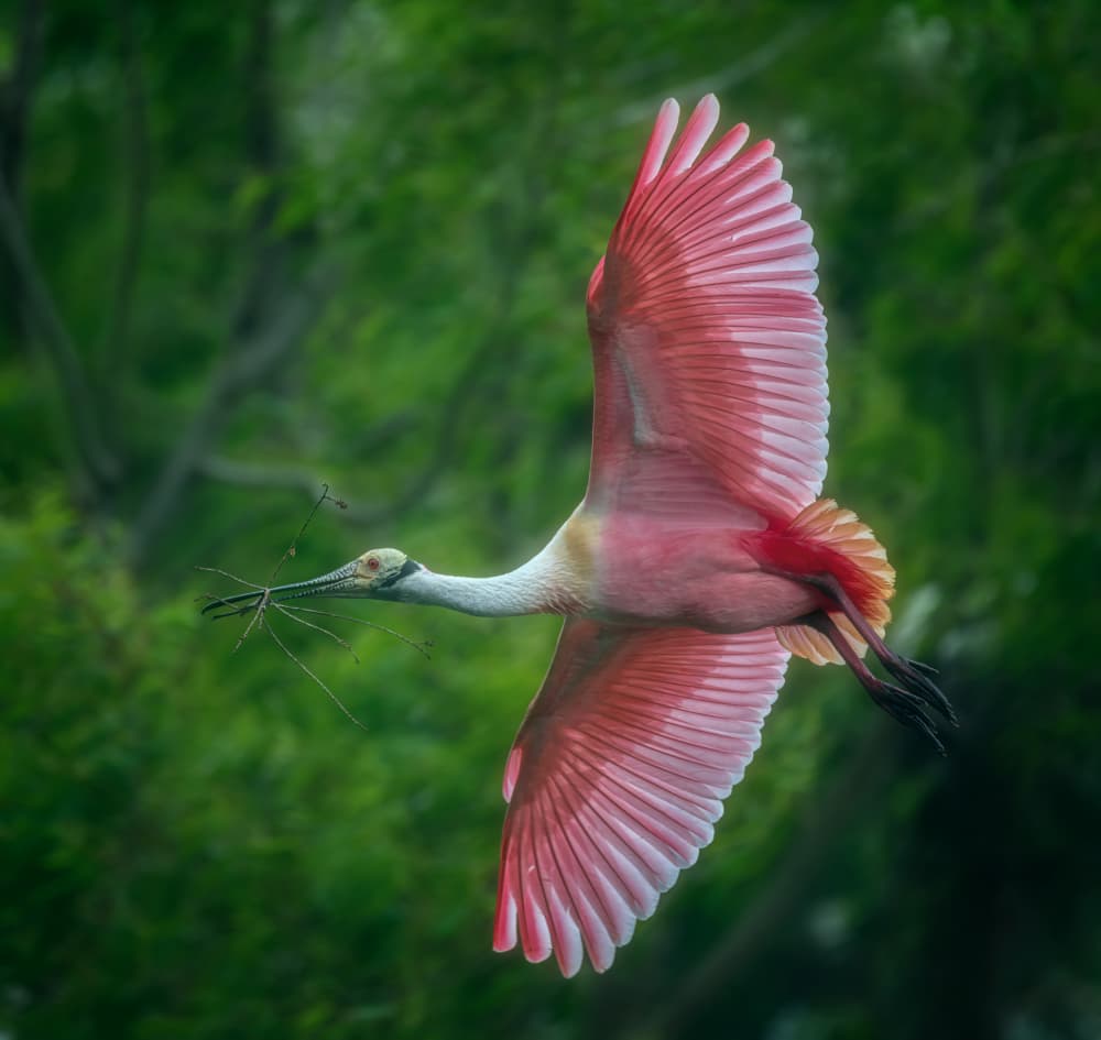 Pink Spoonbill With Stick by Joan Zhang — canvas wall art