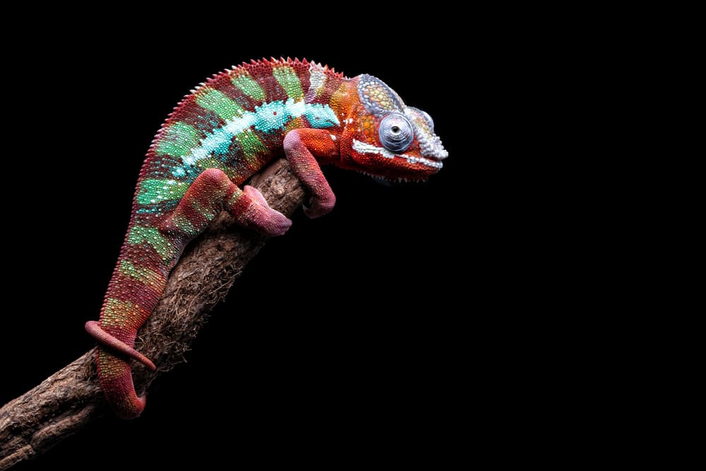 Vibrant Panther Chameleon by Louise Wolbers — canvas wall art