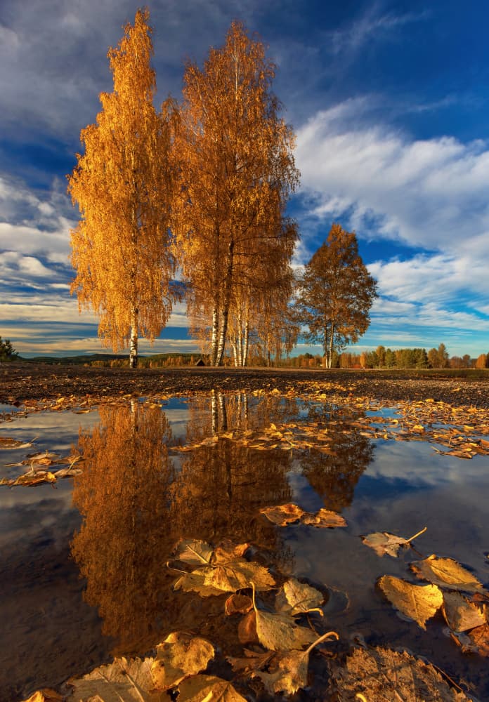 Golden Birch Reflections by Rune Askeland — canvas wall art
