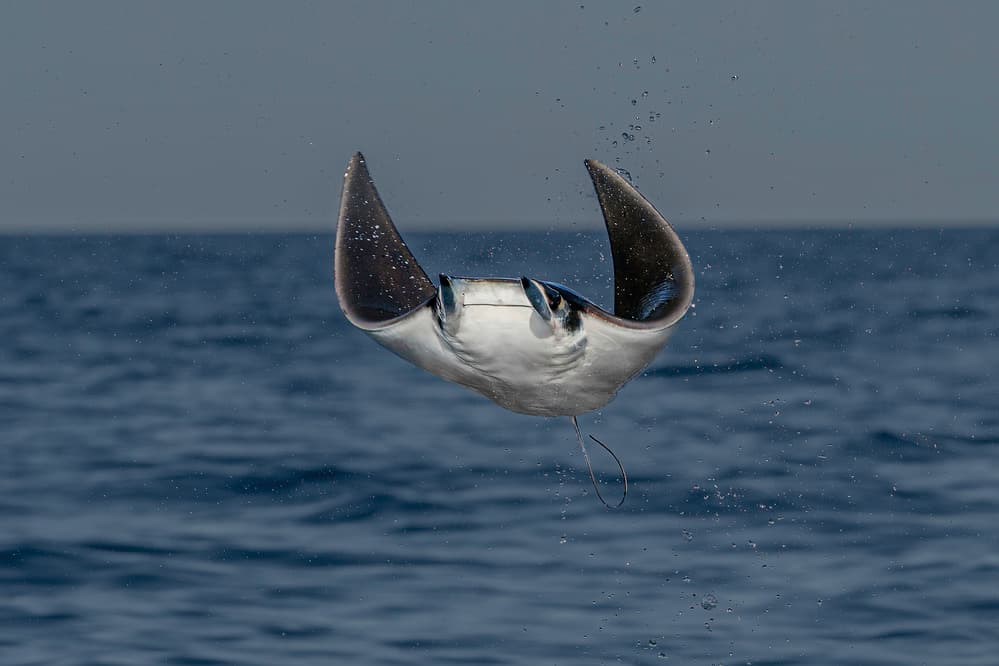 Majestic Manta Leap by Jennifer Lu — canvas wall art