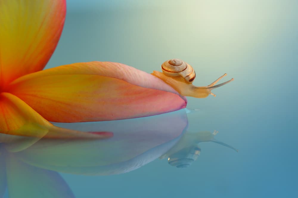 Graceful Snail on Petal by Edy Pamungkas — canvas wall art