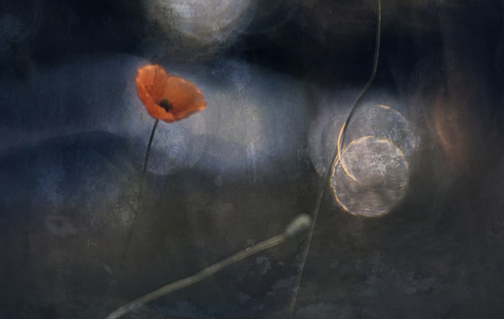 Ethereal Poppy Bloom by Jan van der Linden — canvas wall art