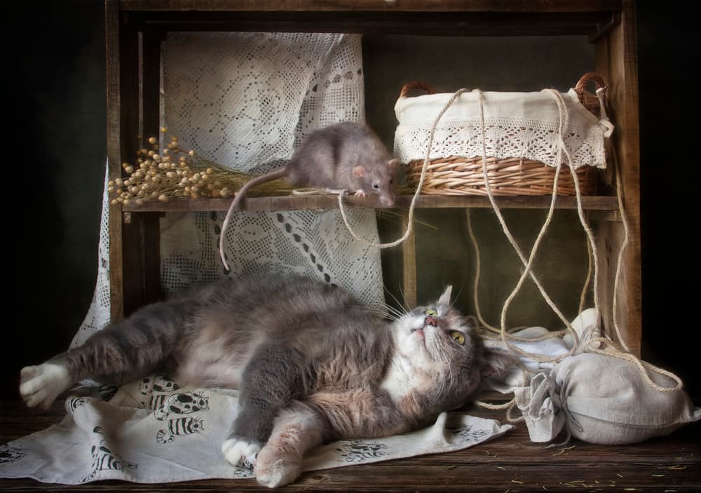Curious Cat and Rat by Eleonora Grigorjeva — canvas wall art