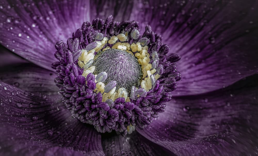 Dewy Purple Bloom by Chris Coenders — canvas wall art