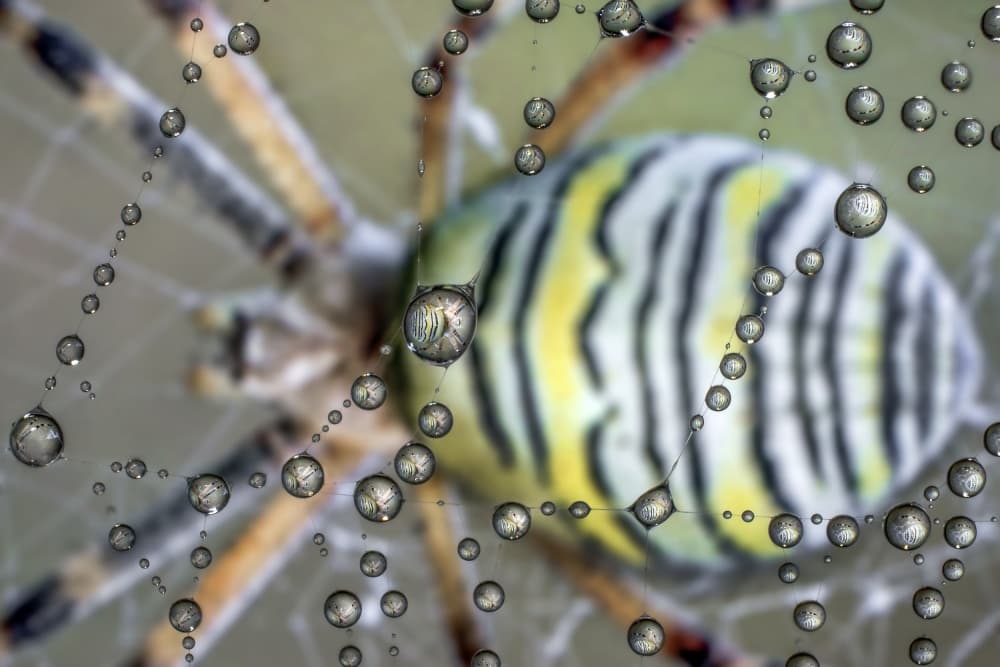 Intricate Spider Reflections by Alberto Ghizzi Panizza — canvas wall art