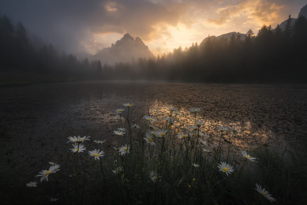 Golden Daisies Misty Mountains by Thomas de Franzoni — canvas wall art
