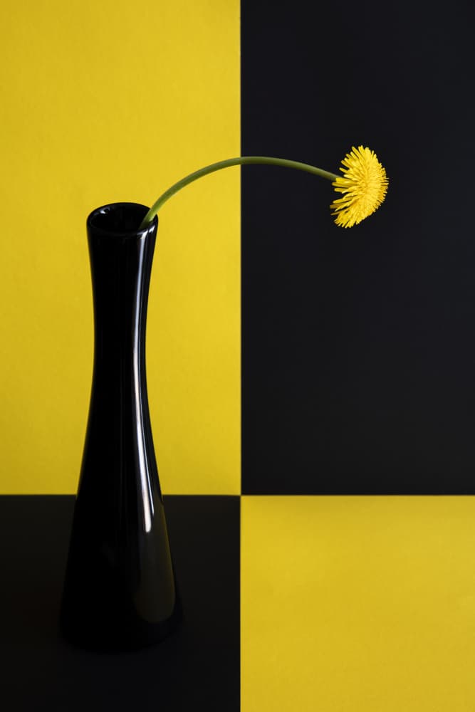 Yellow Dandelion Black Vase by Peter Hrabinsky — canvas wall art