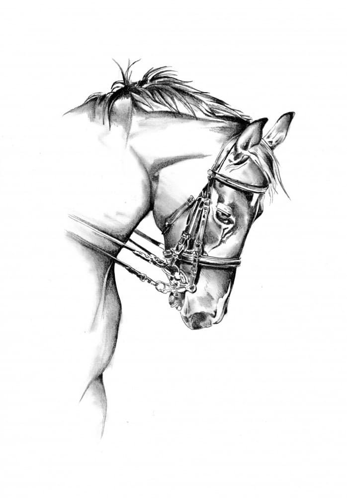 Noble Horse Drawing by Kulik — canvas wall art