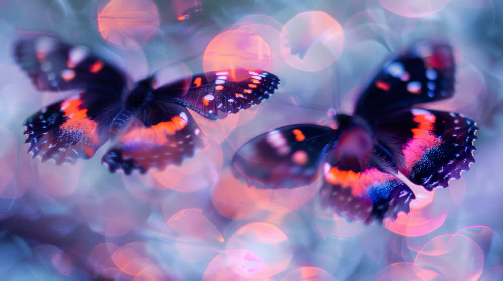 Butterfly Dreams by Treechild — canvas wall art