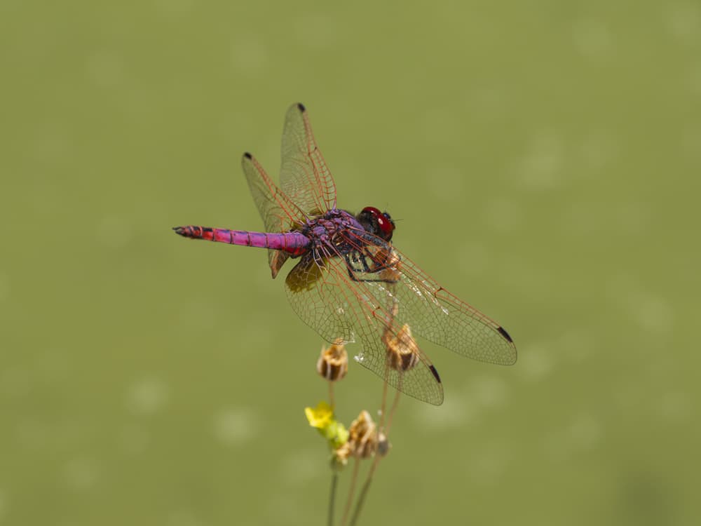 Vibrant Purple Dragonfly by engin akyurt — canvas wall art