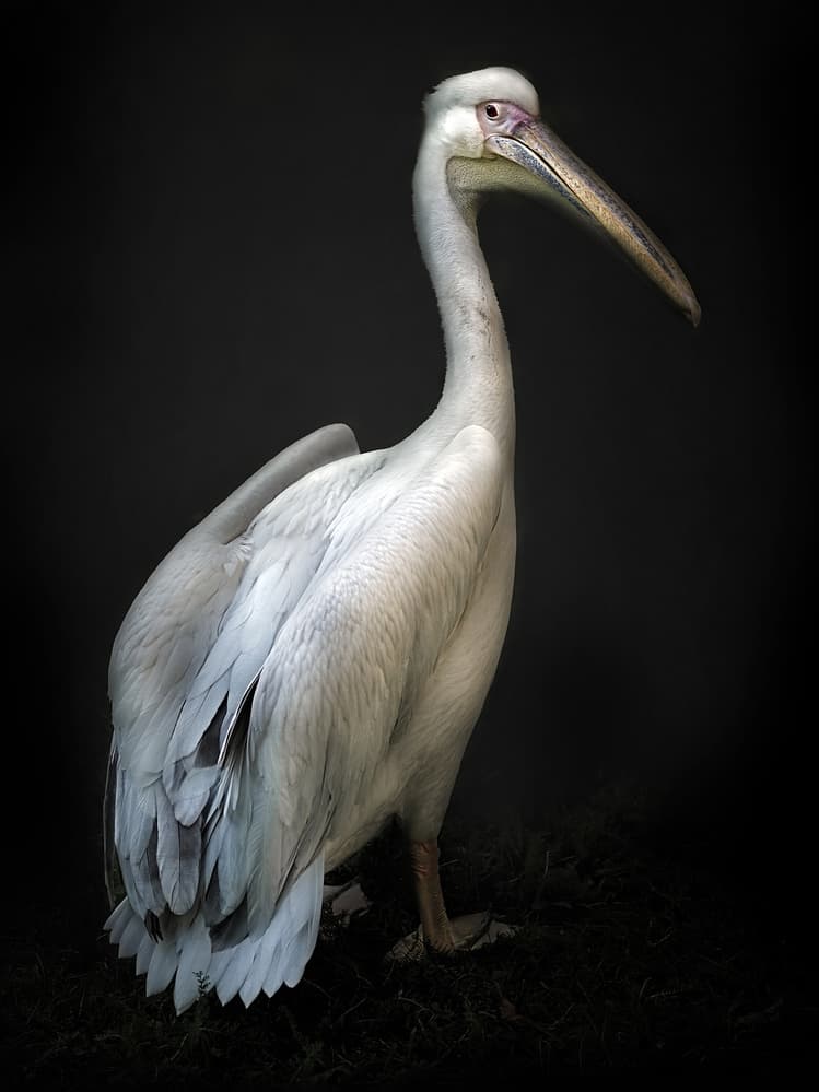 Elegant White Pelican by Santiago Pascual Buye — canvas wall art