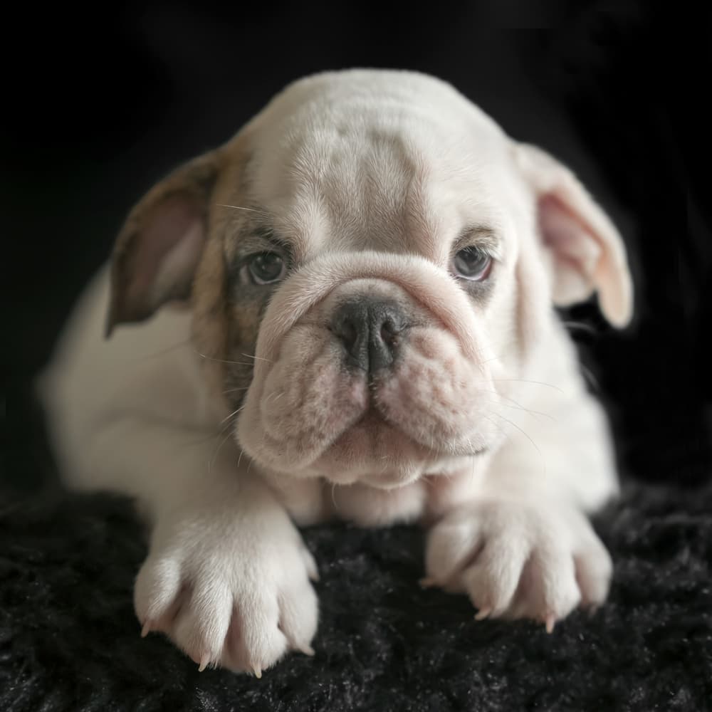 Sweet Bulldog Puppy by Gert van den Bosch — canvas wall art