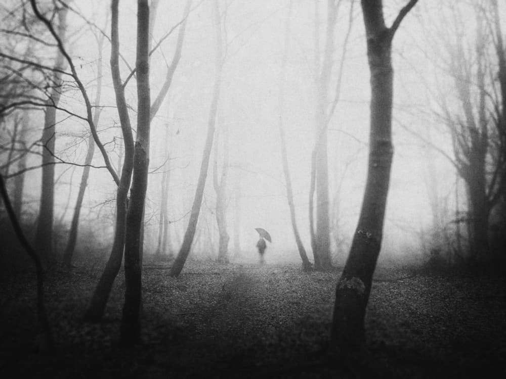 Misty Forest Walker by Adam Dauria ☂ — canvas wall art