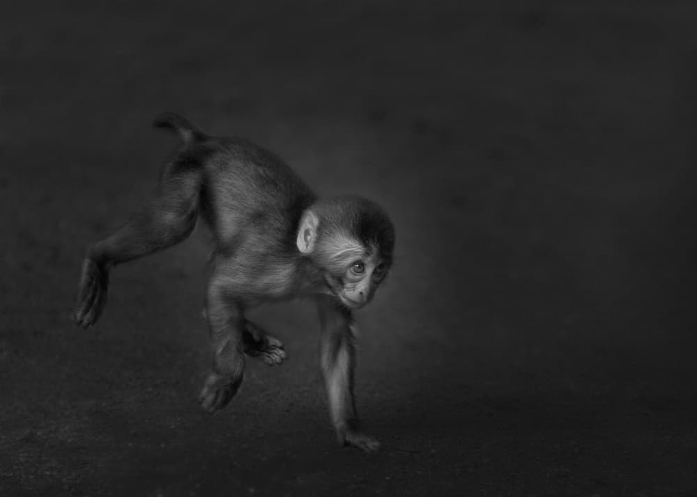 Curious Baby Monkey by Kaisyakuji Yushi — canvas wall art