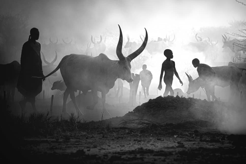 African Cattle Herders by Svetlin Yosifov — canvas wall art