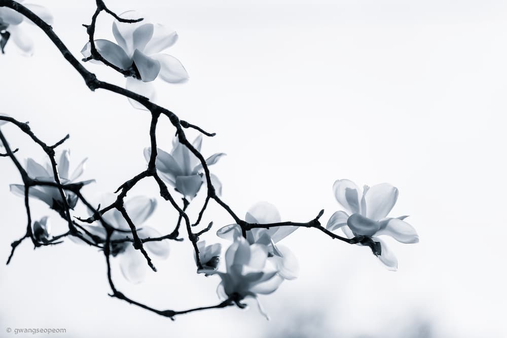 White Magnolia Blooms by Gwangseop Eom — canvas wall art