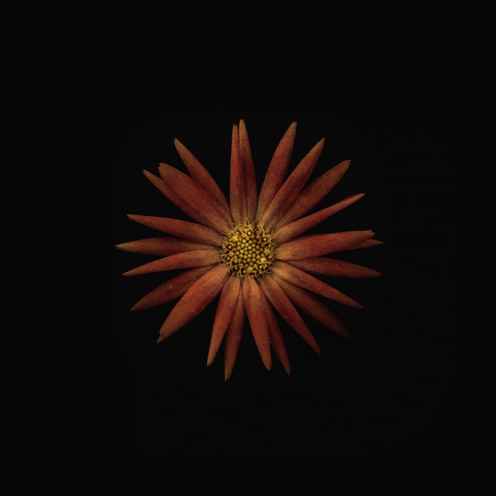 Vibrant Orange Bloom by Lotte Grønkjær — canvas wall art