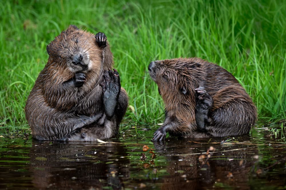 Busy Beavers Grooming by Liliane Lathouwers — canvas wall art