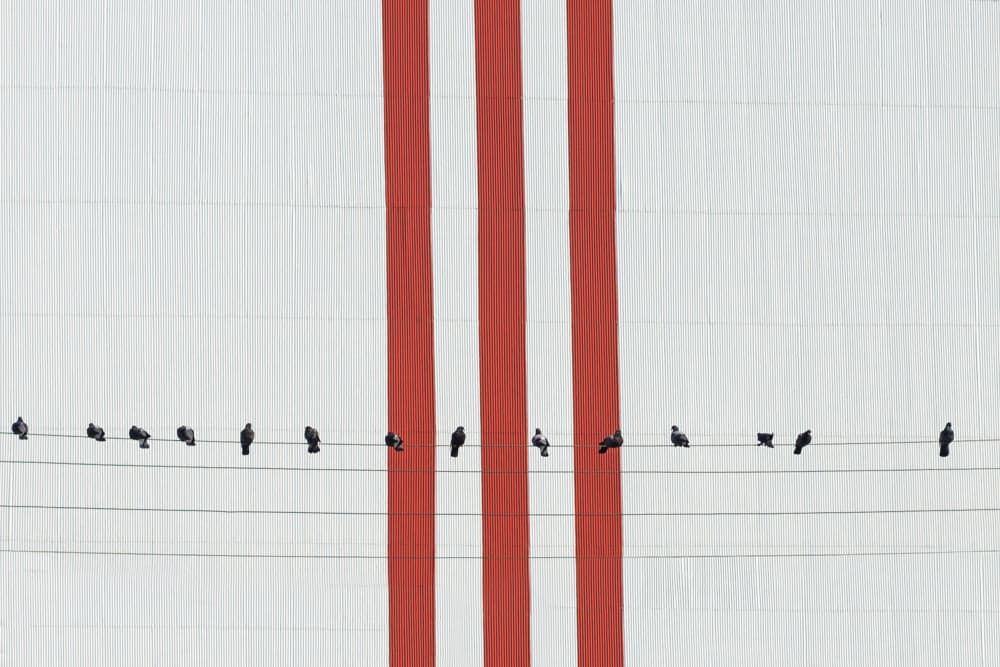 Red Stripes And Pigeons by Avantgarde_Awards — canvas wall art
