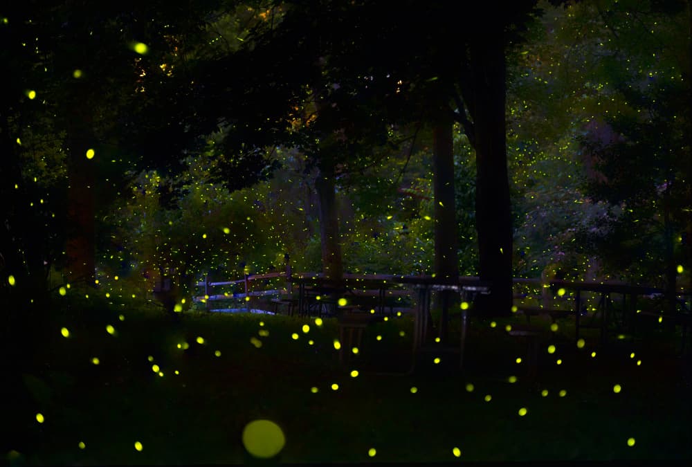 Magical Firefly Night by Ken Liang — canvas wall art