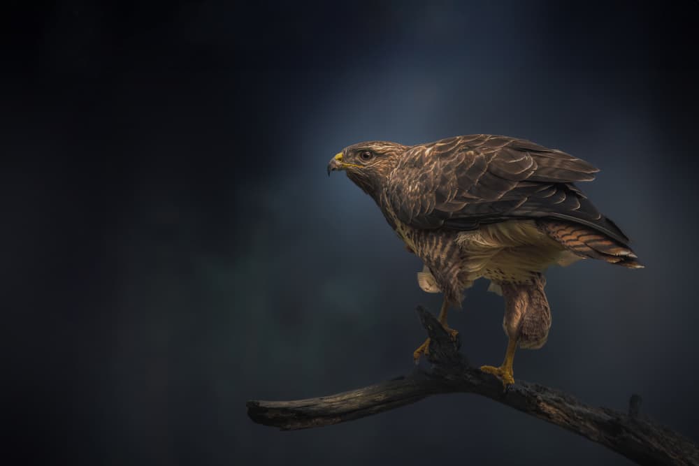 Dark Perched Raptor by Gert J ter Horst — canvas wall art