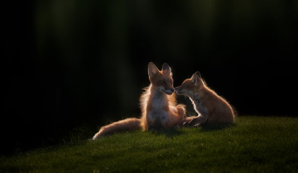 Glowing Fox Bond by ANNA AN — canvas wall art