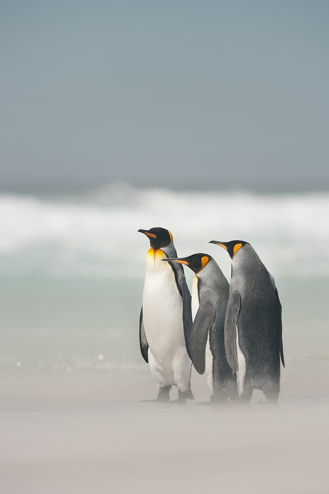 King Penguins Coastal Watch by Joan Gil Raga — canvas wall art