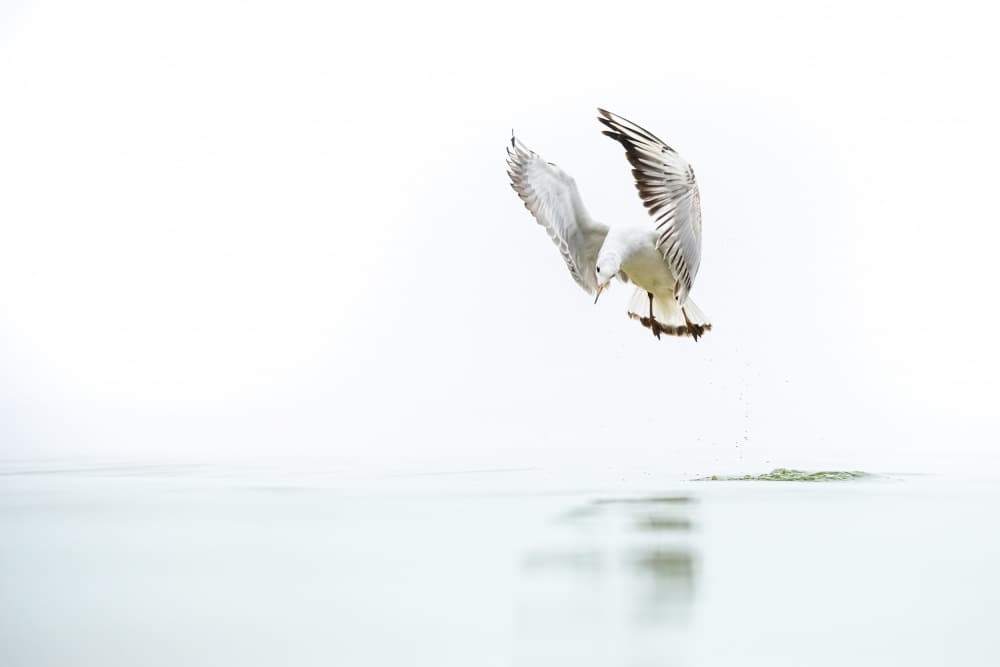 White Bird Diving by Ulrike Eisenmann — canvas wall art