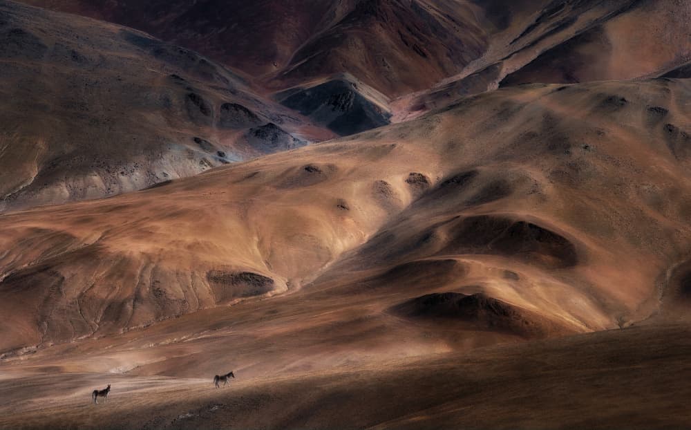Arid Mountains Wild Horses by swapnil deshpande — canvas wall art