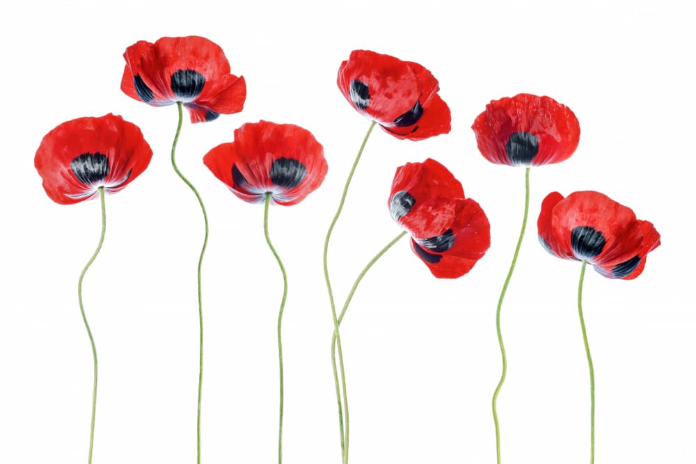 Ladybird Poppies by Mandy Disher — canvas wall art