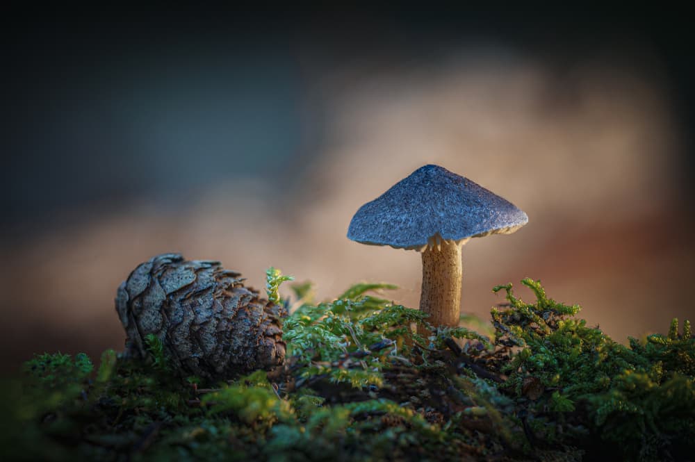 Glowing Blue Mushroom by Sergio Barboni — canvas wall art