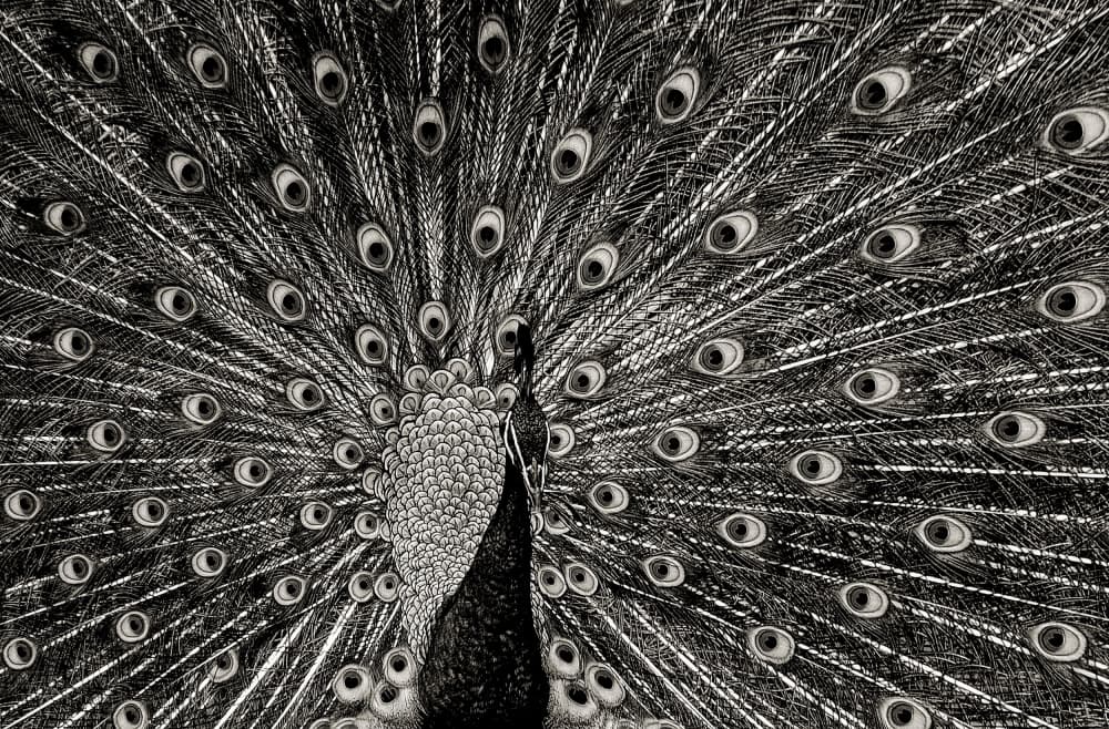 Regal Peacock Display by Miro Susta — canvas wall art