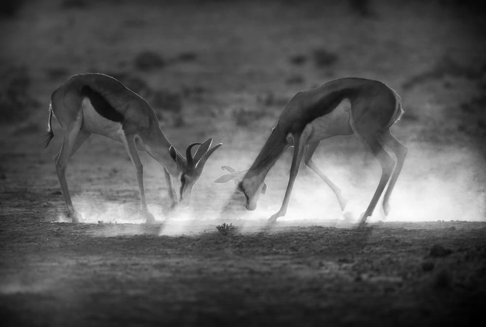 Springbok Dust Fight by Jaco Marx — canvas wall art