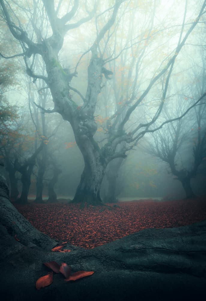 Enchanted Foggy Forest by Majid Behzad — canvas wall art