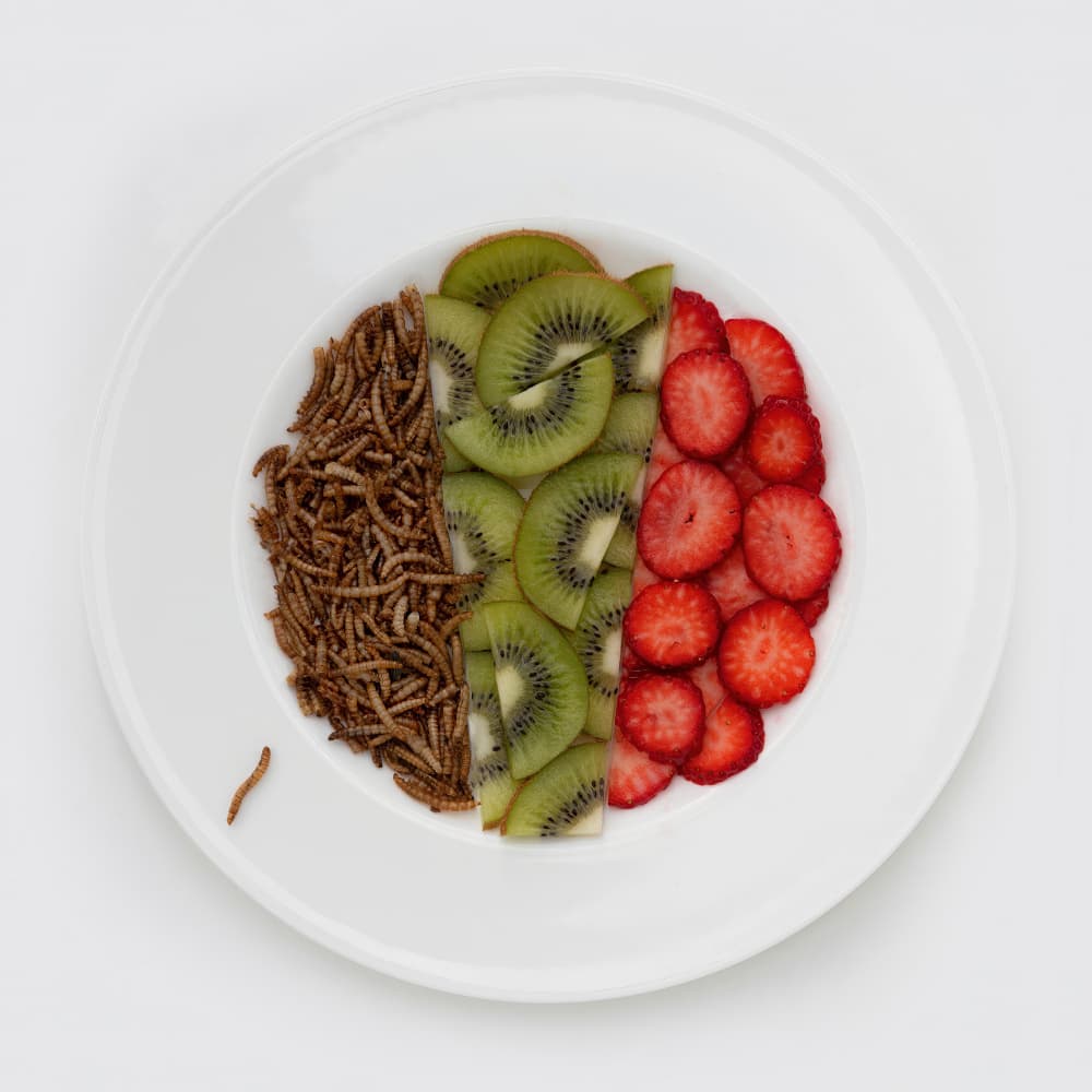 Colorful Mealworms Fruit Plate by FranzStaab — canvas wall art