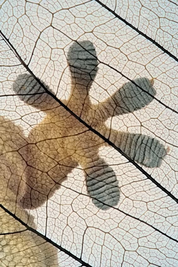 Gecko Grip on Leaf by Jimmy Hoffman — canvas wall art