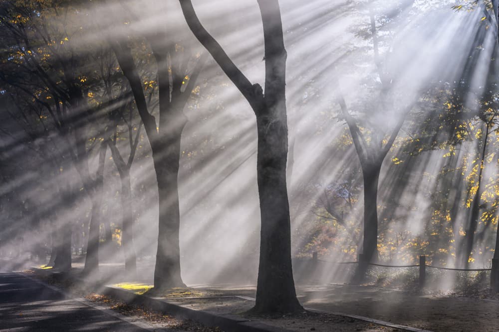 Sun Rays Through Trees by Tiger Seo — canvas wall art