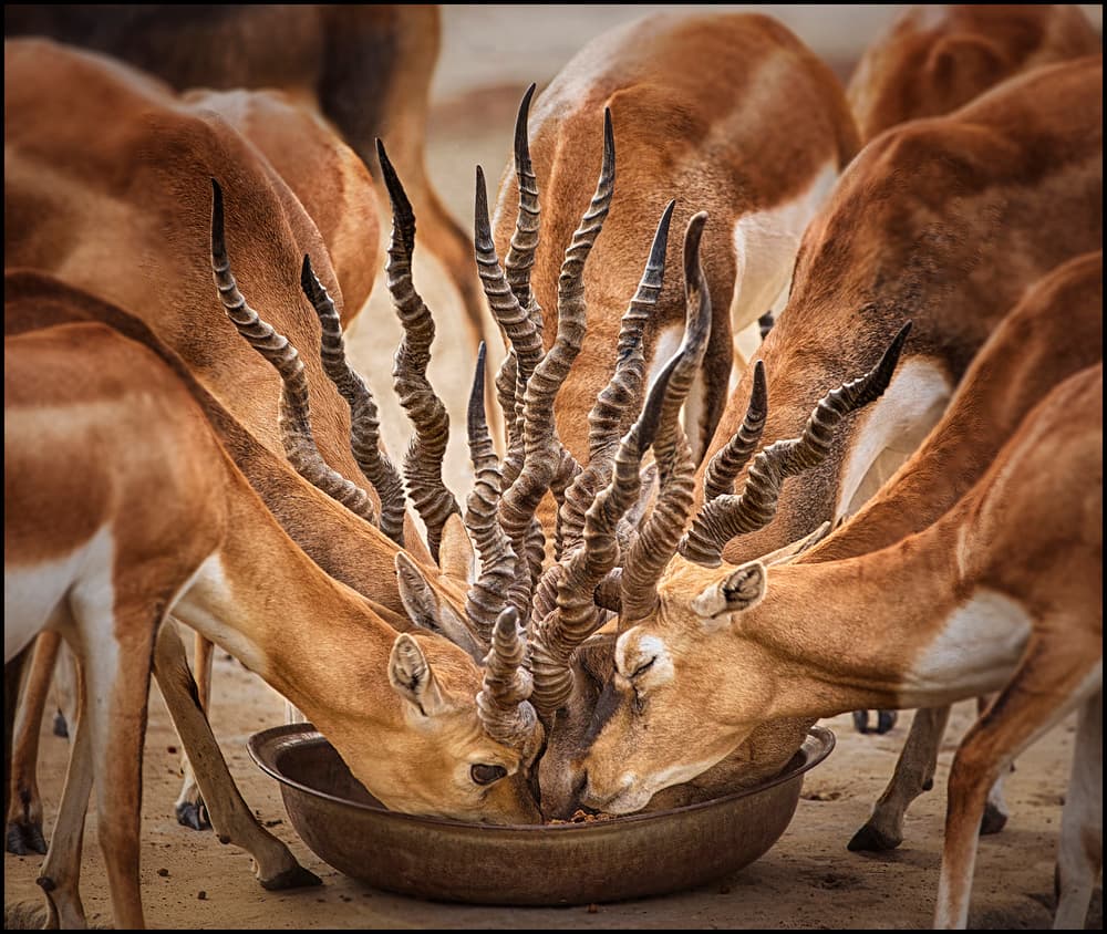 Intricate Antelope Horns by Sayyed Nayyer Reza — canvas wall art