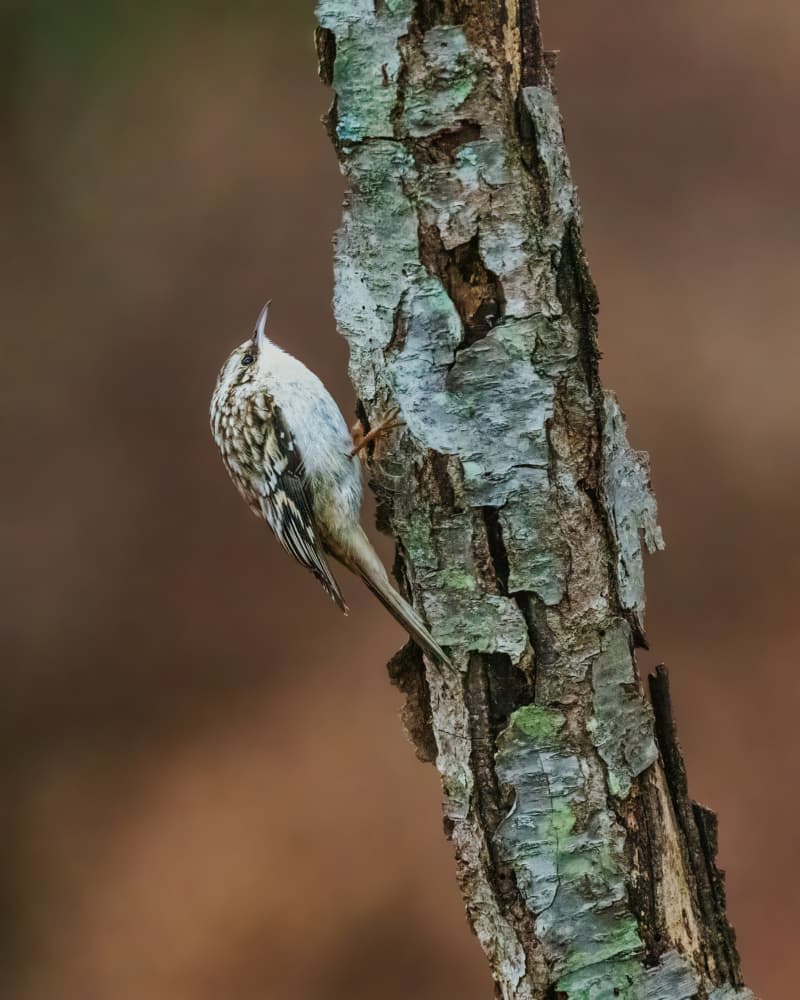 Climbing Woodland Bird by Xiao Cai — canvas wall art
