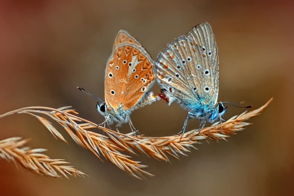 Orange Blue Mating Butterflies by Mustafa öztürk — canvas wall art