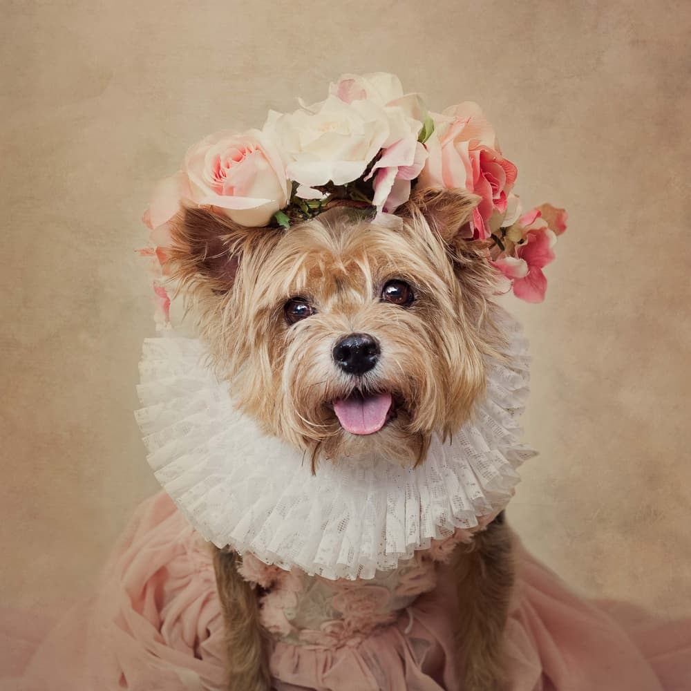 Princess Dog Portrait by Tammy Swarek — canvas wall art
