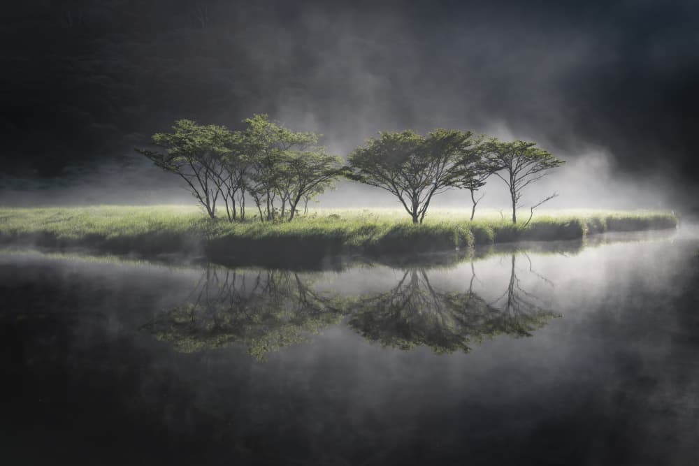 Misty Morning Trees by Akira Nagase — canvas wall art