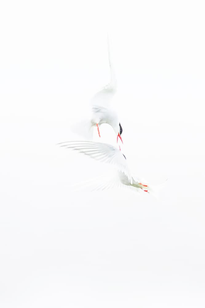 Graceful Tern Pair by Roberto Marchegiani — canvas wall art